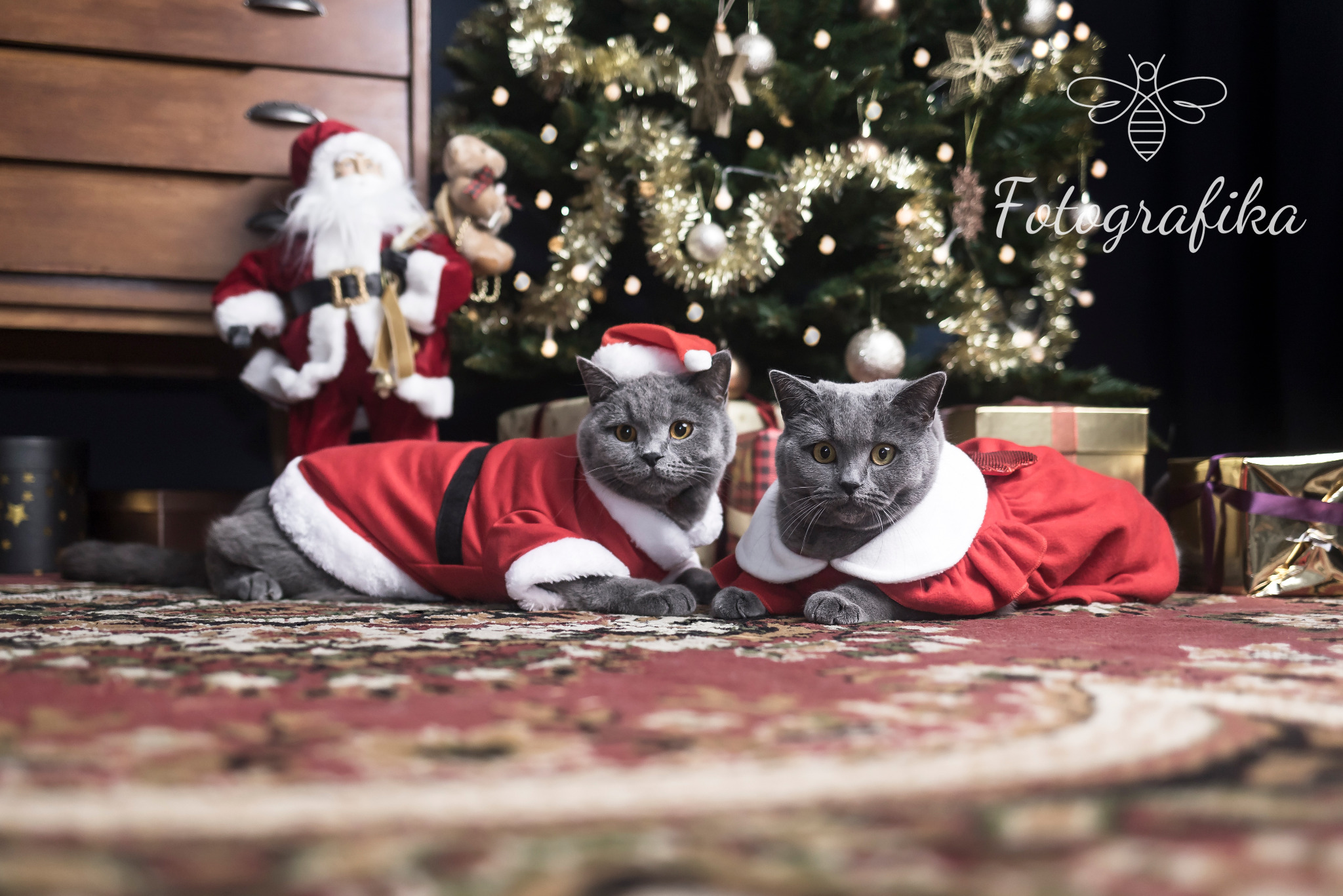 Dwa szare koty brytyjskie ubrane w stroje Świętego Mikołaja leżące na dywanie przed choinką i prezentami, w tle drewniana komoda i figurka Świętego Mikołaja, w prawym górnym rogu logo 'Fotografika'.