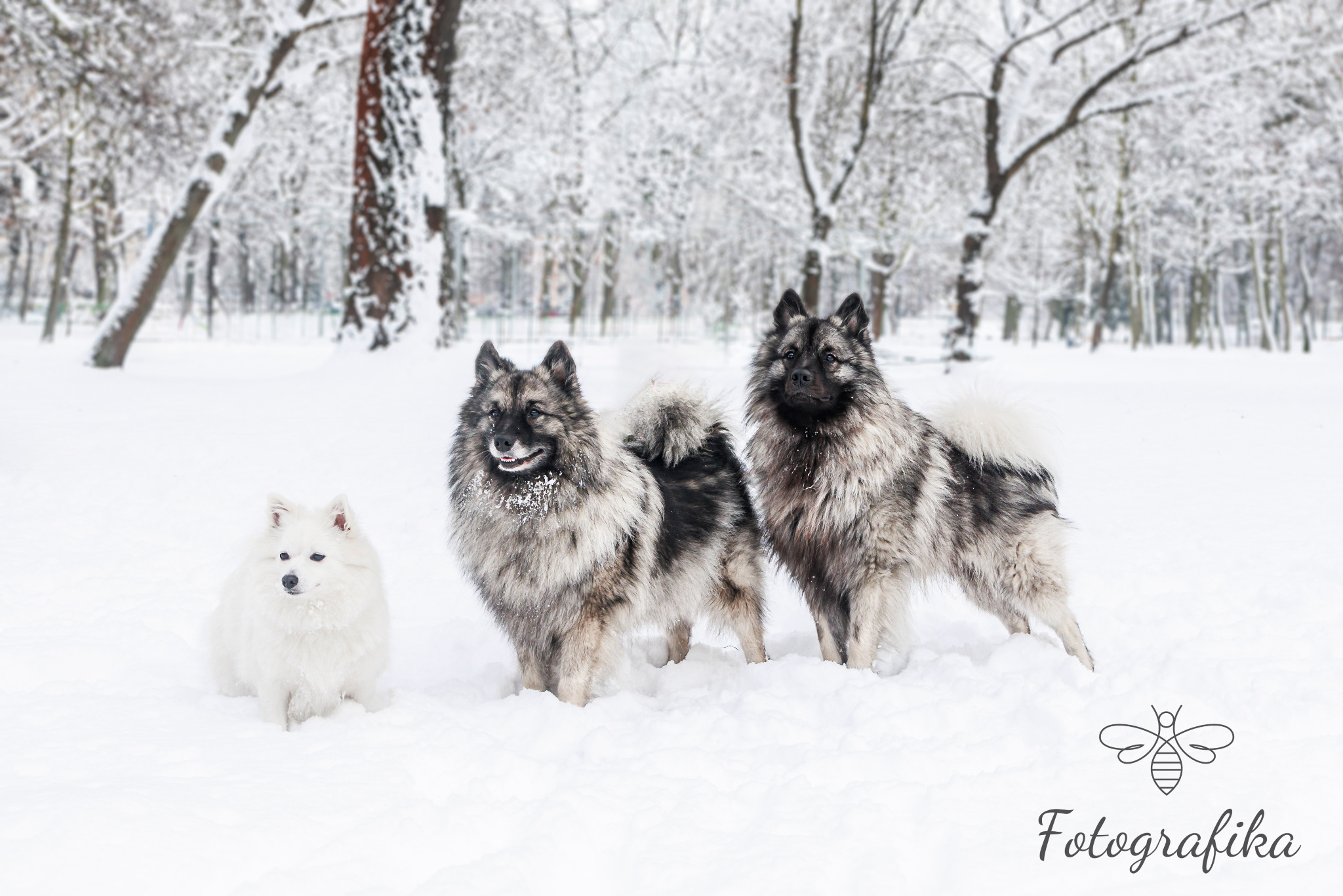 Trzy psy (dwa Keeshondy i jeden szpic japoński) stojące w śniegu w zimowym parku, śnieg na futrze, logo fotografa w prawym dolnym rogu.
