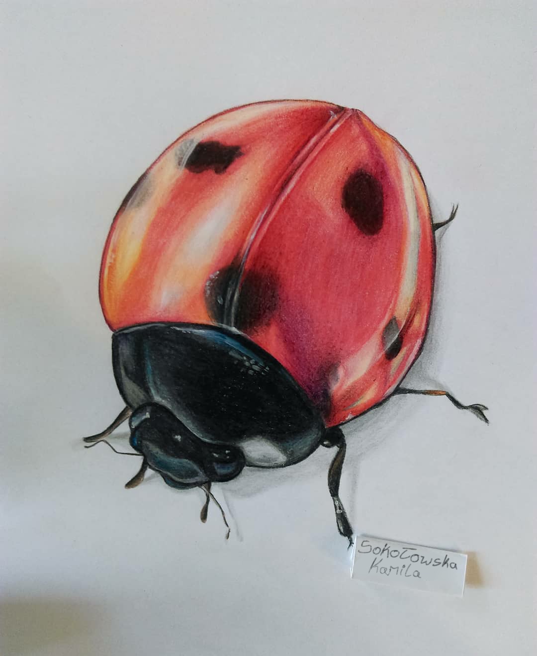 Ręcznie rysowana kredkami ilustracja biedronki na białym tle, z widocznym cieniem i podpisem autorki 'Sokołowska Kamila'.