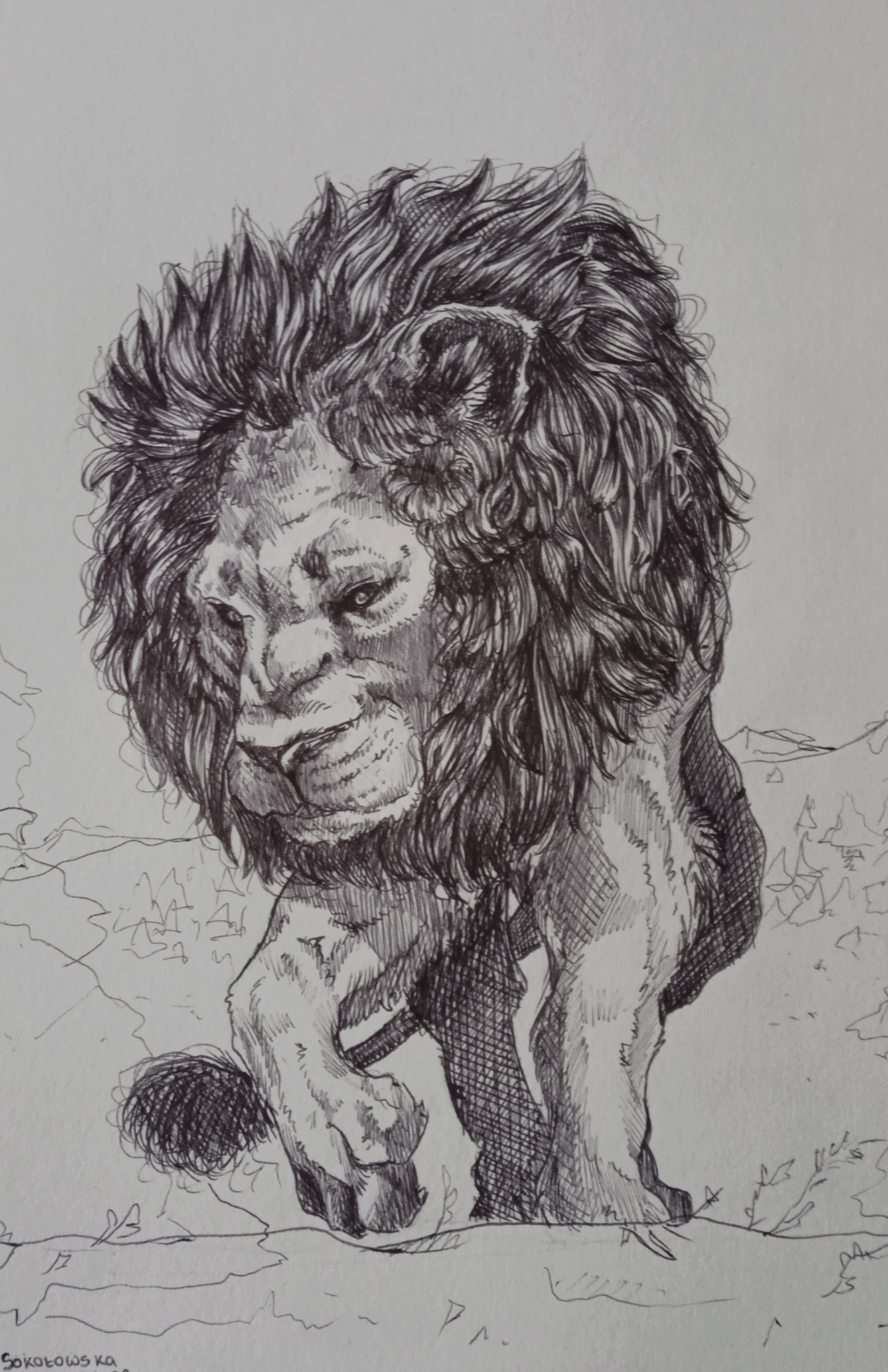 Szkic długopisem- lew