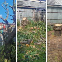 wycinka czereśni - sekcyjnie