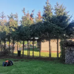 Równomiernie przycięte szpalerowe drzewa iglaste w ogrodzie, z robotem koszącym na trawniku, składem drewna i domem w tle.