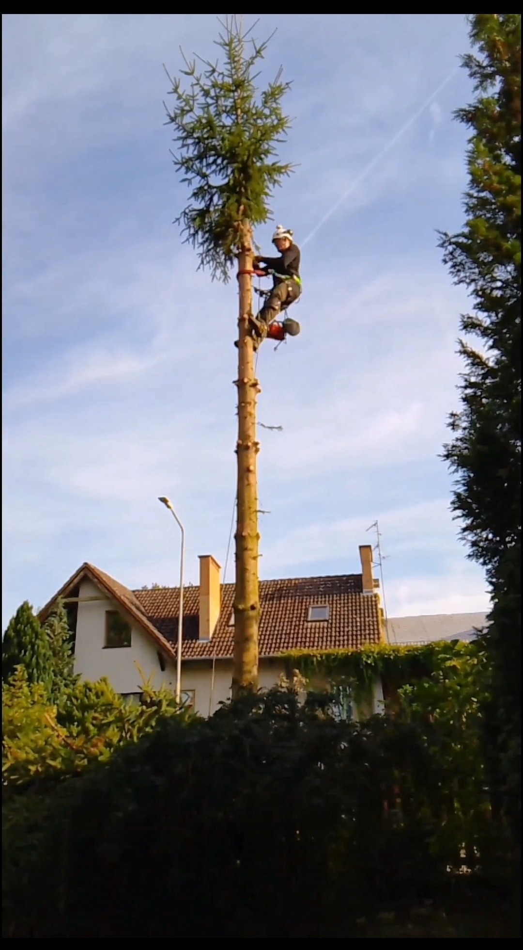 Arborysta w kasku i uprzęży, na wysokiej sośnie, z piłą spalinową, podczas formowania korony, w tle dom jednorodzinny i błękitne niebo.