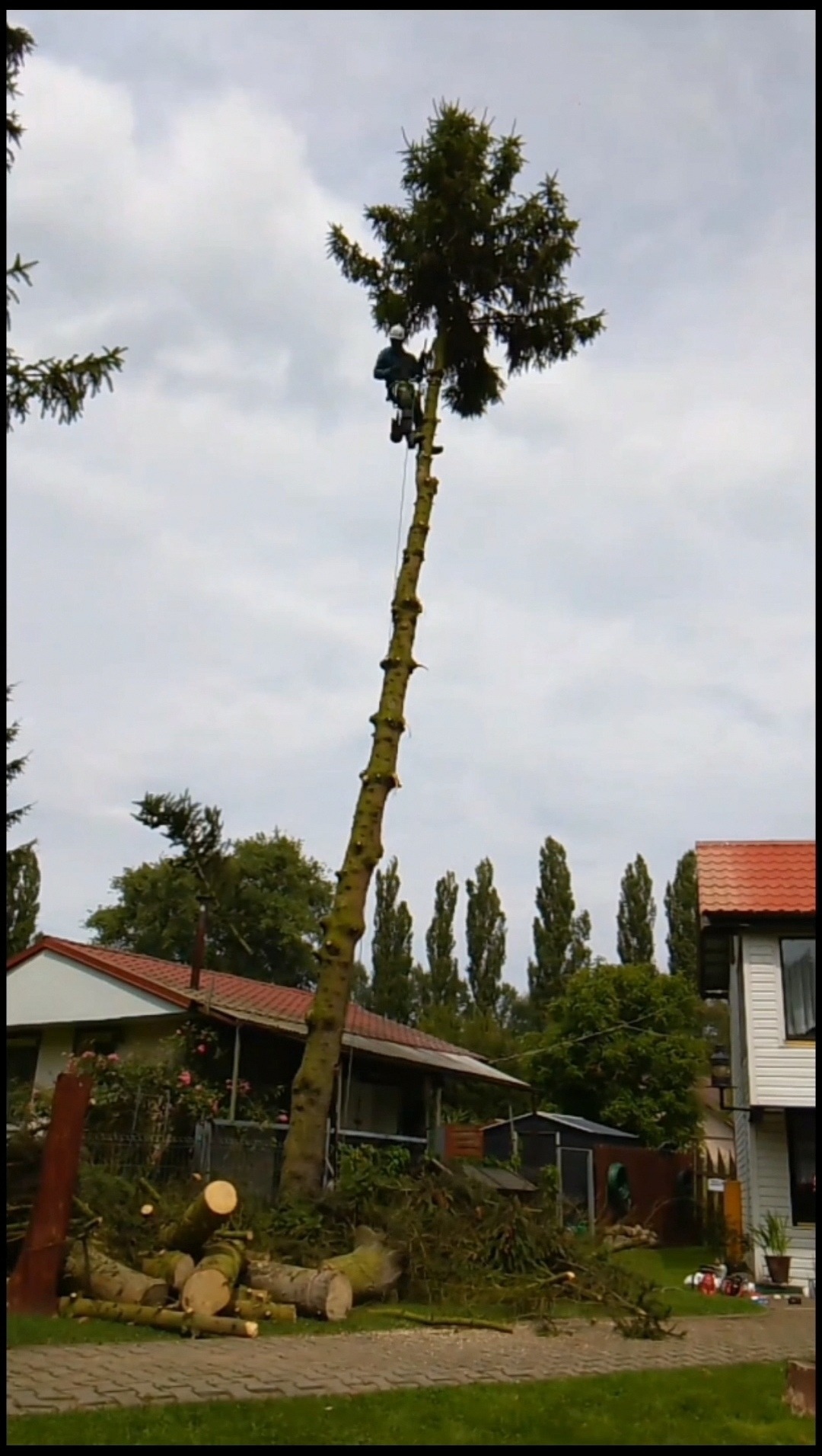 Arborysta w hełmie i uprzęży, zawieszony na linie, przycina koronę wysokiej choinki. Na trawniku leżą pocięte gałęzie i kłody, w tle domy jednorodzinne i wysokie drzewa.