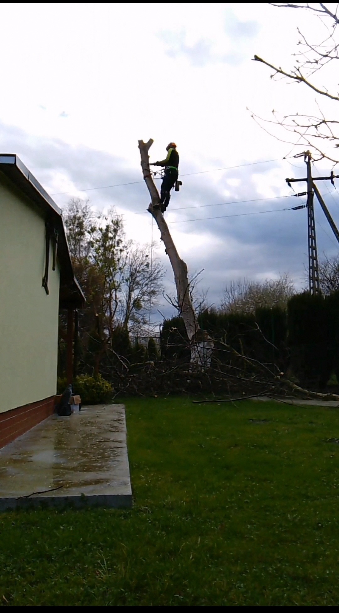 Arborysta w kasku i uprzęży na pniu obciętego drzewa, z gałęziami na ziemi, obok domu i linii energetycznej.