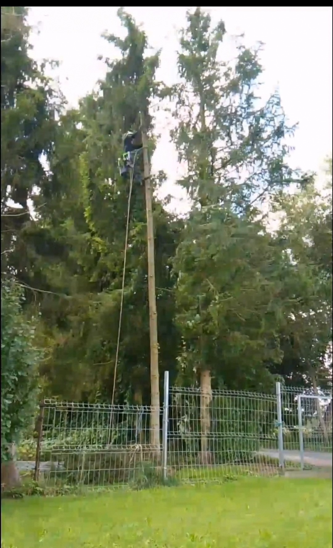 Arborysta w uprzęży, wspinający się po wysokiej, ogołoconej z gałęzi sośnie, z liną asekuracyjną, na tle zieleni drzew i metalowego ogrodzenia.