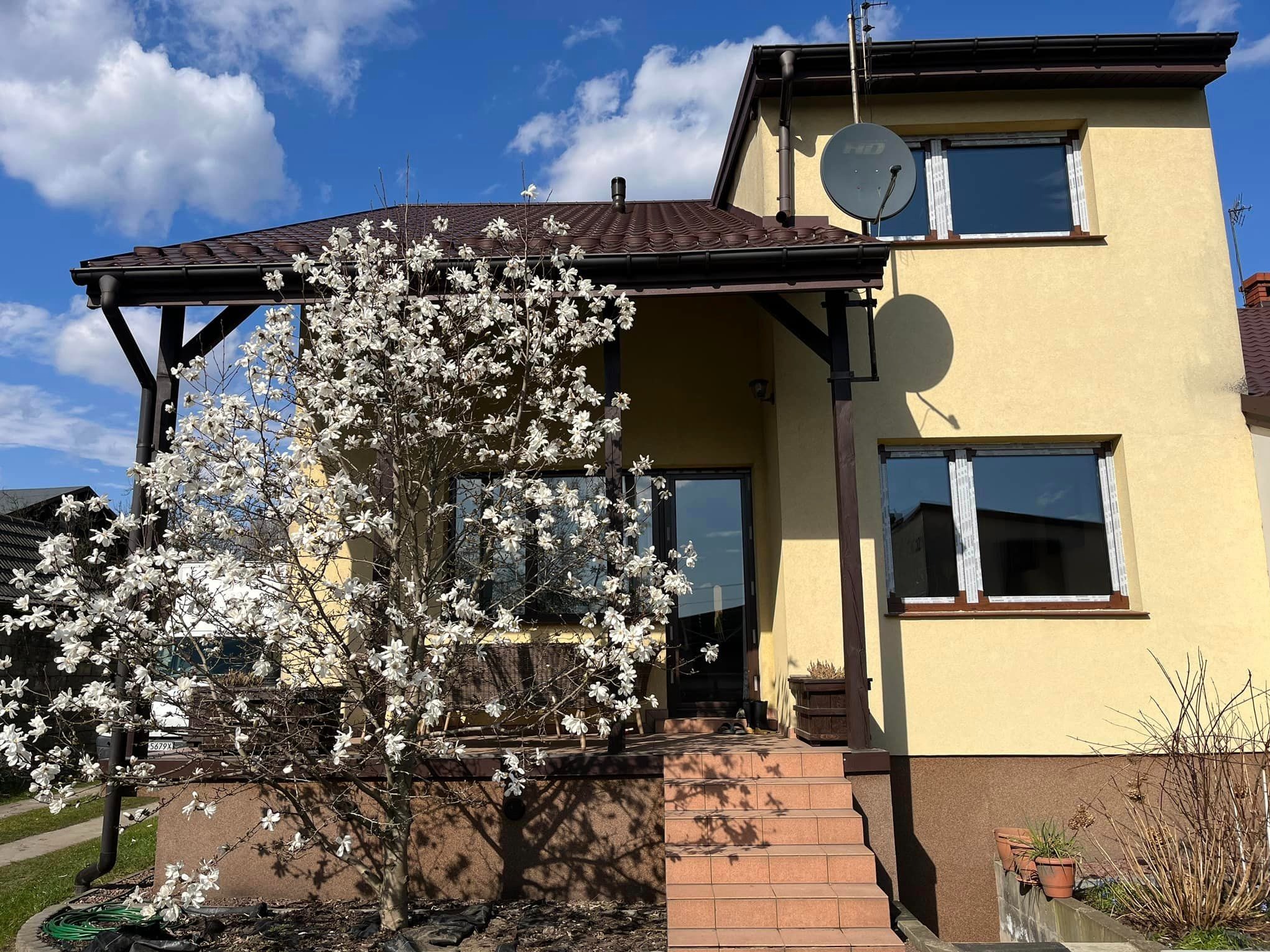 Żółty dom jednorodzinny z brązowym dachem i białym kwitnącym drzewem magnolii na pierwszym planie, widoczne okna z białymi ramami i drzwi wejściowe z brązowymi obramowaniami.