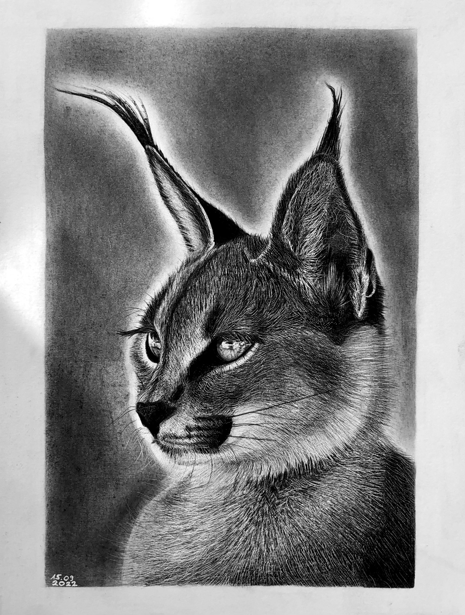 Rysunek rysia A4 - ołówek. wrzesień 2022