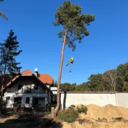 Arborysta w uprzęży, w trakcie wycinki wysokiej sosny. W tle dom z czerwoną dachówką i sterta ziemi. Widoczny pień po wycince. Słoneczny dzień, błękitne niebo.