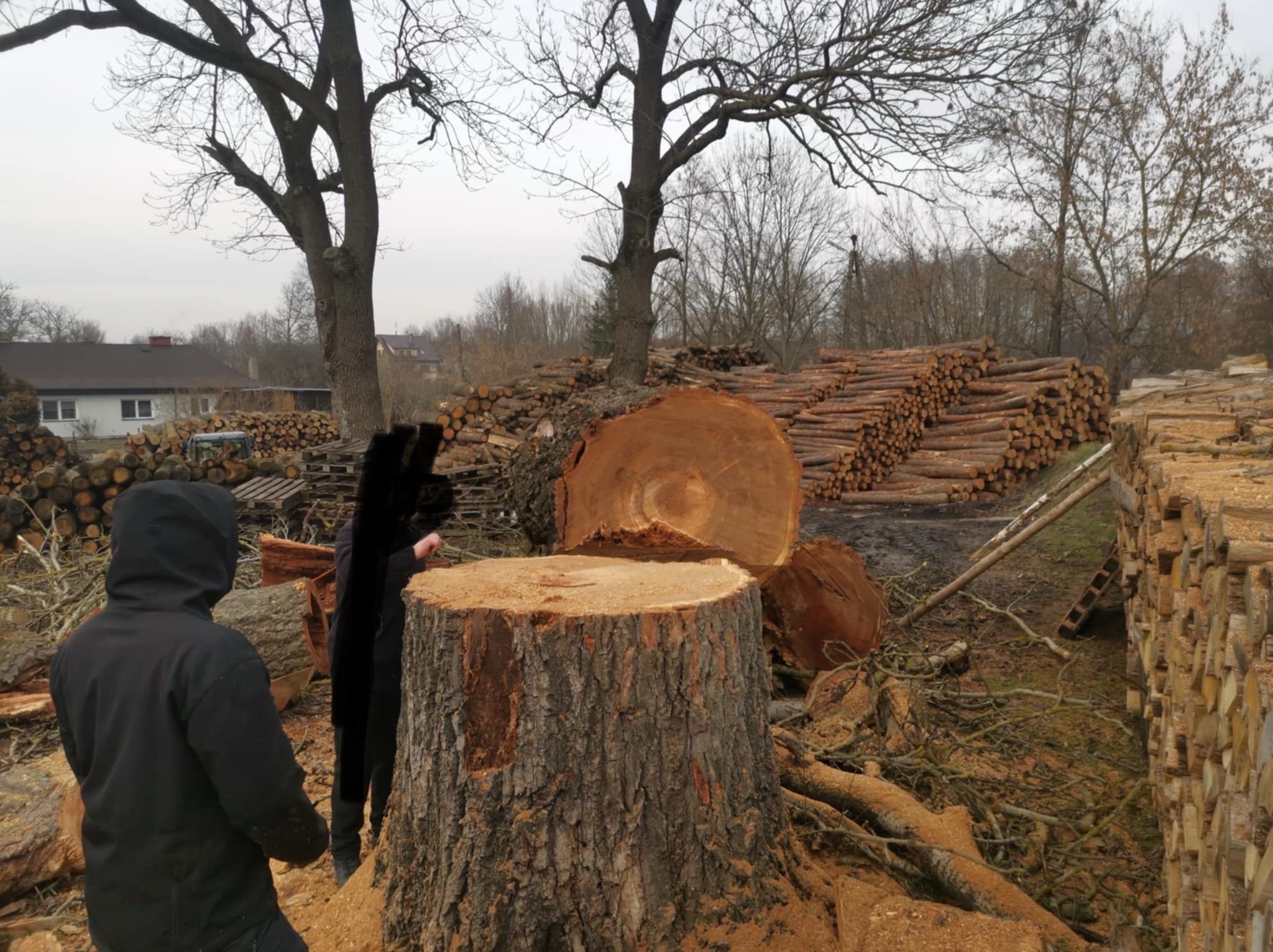 Pień po ściętym drzewie z widocznymi stosami pociętego drewna w tle, dwóch pracowników w czarnych ubraniach.