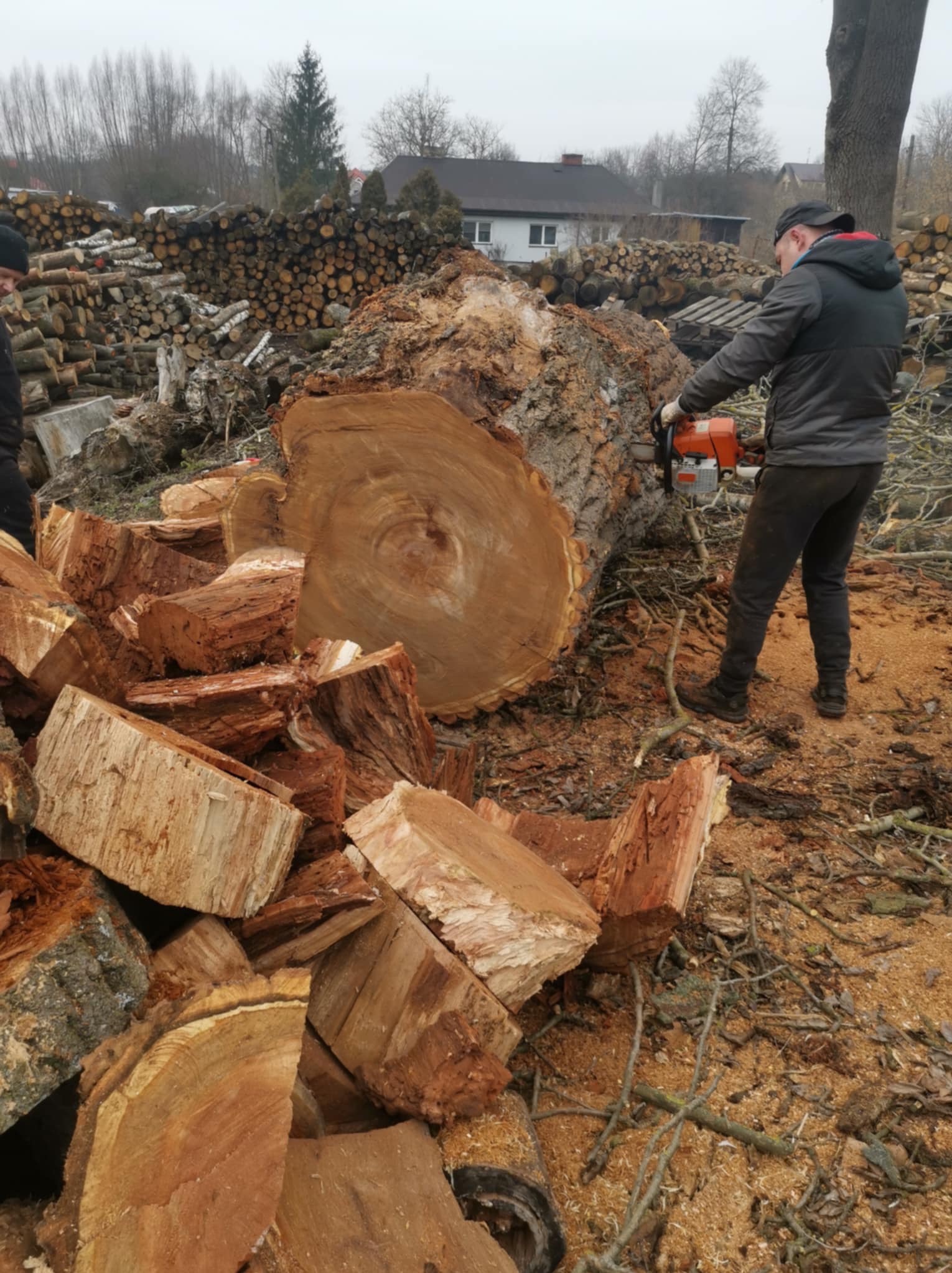 Mężczyzna w Piasecznie tnie piłą spalinową duże drzewo na kawałki, obok stos pociętego drewna i trociny.