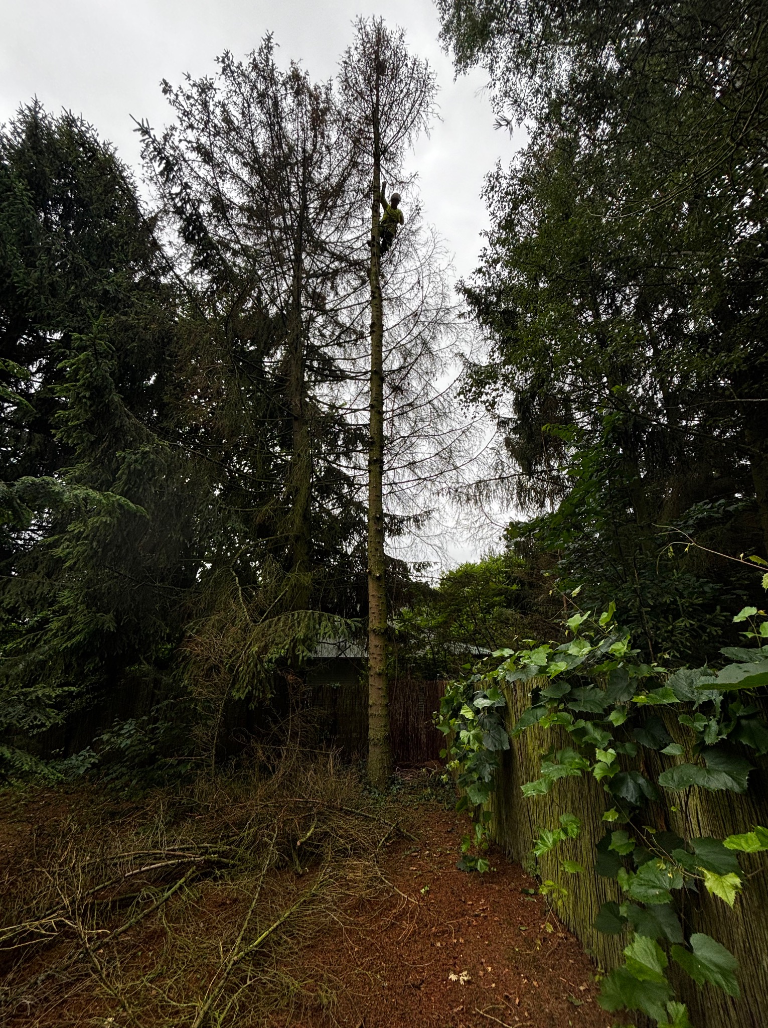 Pracownik w trakcie wycinki uschniętego drzewa iglastego w ogrodzie. Na ziemi leżą gałęzie, a w tle widoczne są inne drzewa i drewniany płot porośnięty bluszczem.