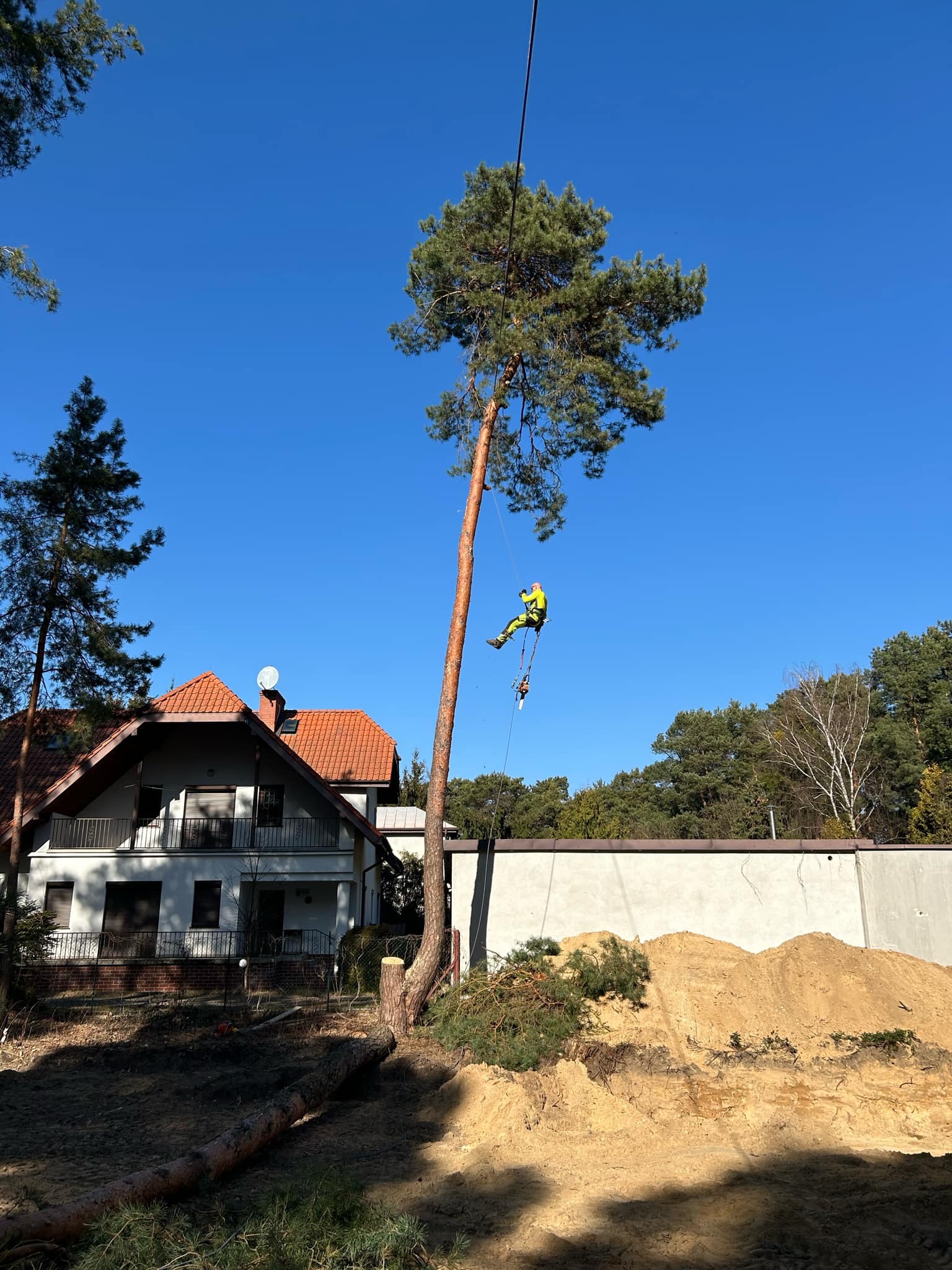 Arborysta w uprzęży, w trakcie wycinki wysokiej sosny. W tle dom z czerwoną dachówką i sterta ziemi. Widoczny pień po wycince. Słoneczny dzień, błękitne niebo.