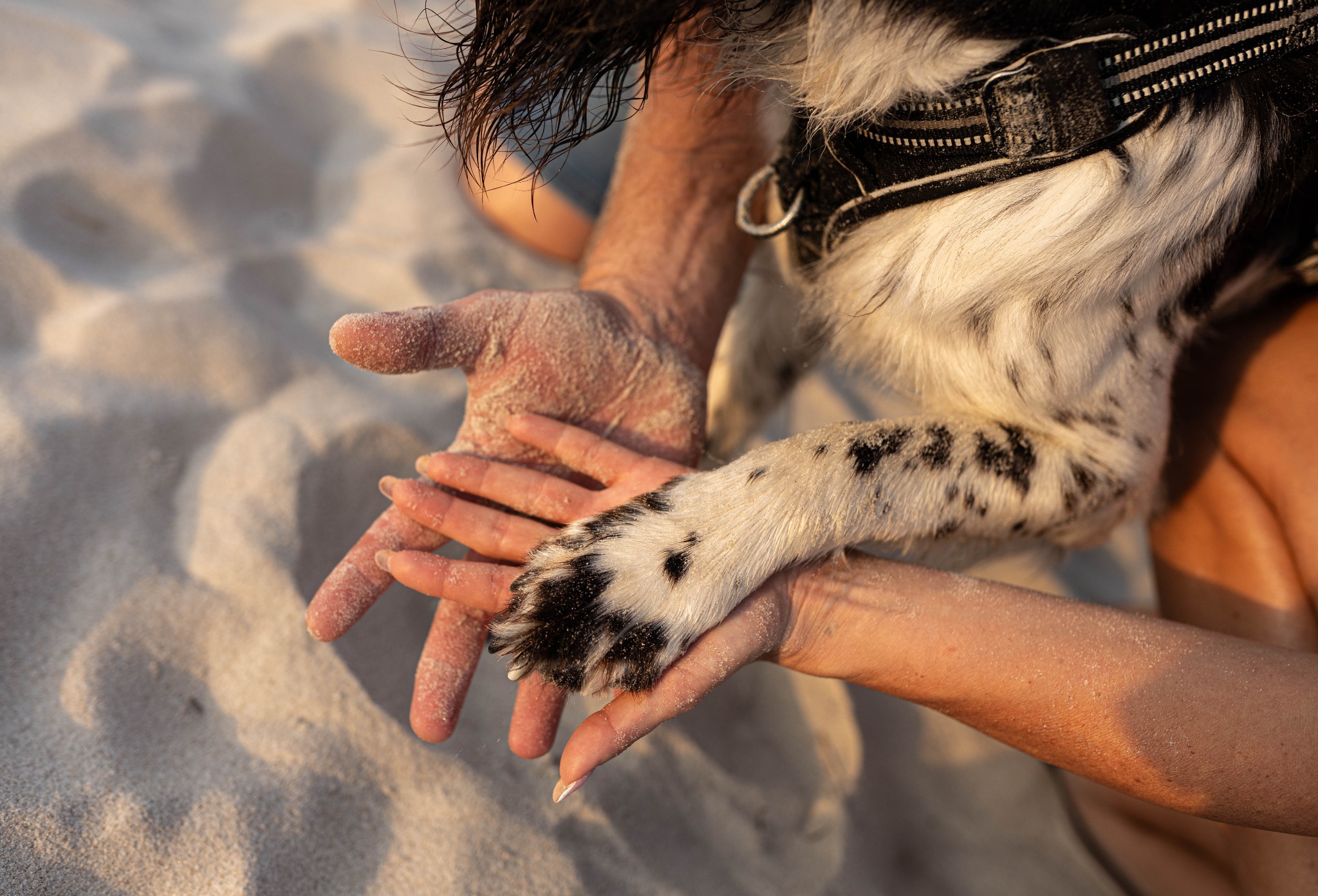 Dłoń mężczyzny i kobiety trzymająca łapę psa rasy spaniel na piaszczystej plaży w ciepłym świetle zachodzącego słońca.