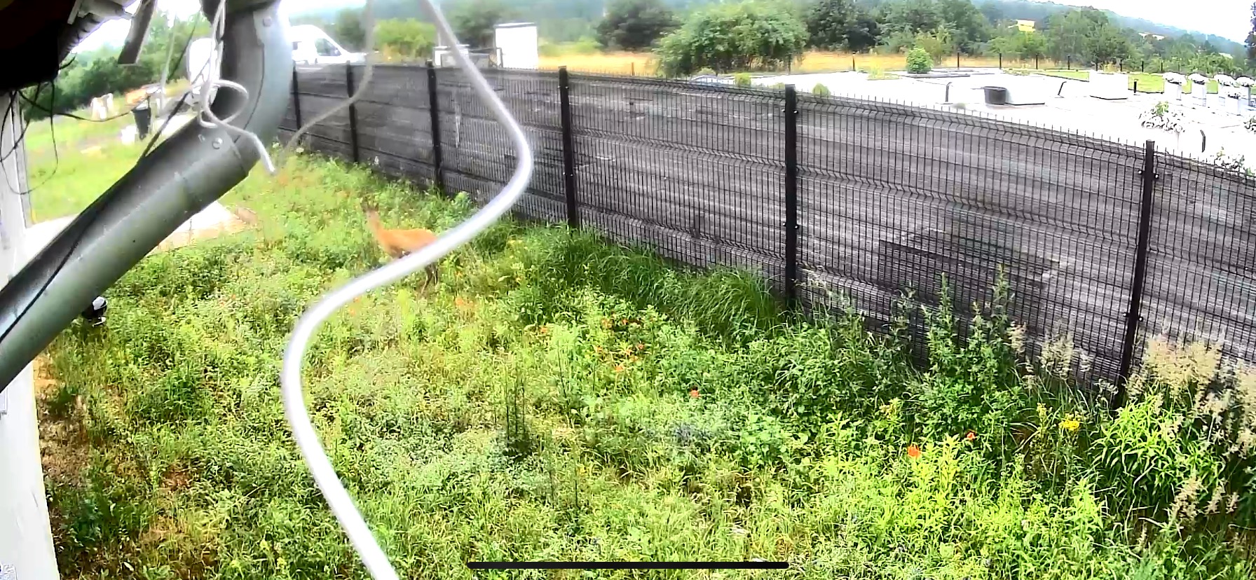 Widok z kamery monitoringu na zarośnięty ogród z siatką ogrodzeniową i przechodzącą sarną, z fragmentem rynny w lewym górnym rogu.