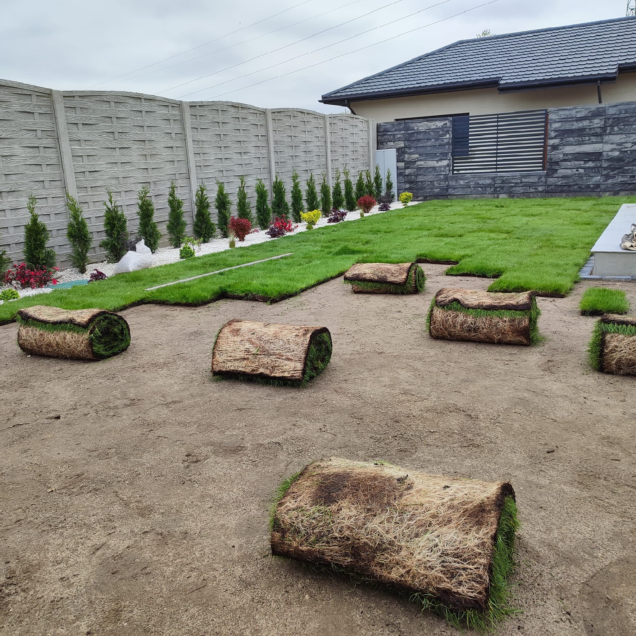 Rozwinięte i nierozwinięte rolki trawy na przygotowanym podłożu, widoczny fragment ułożonej trawy, w tle ogrodzenie z betonowych paneli, ozdobne krzewy i fragment domu.