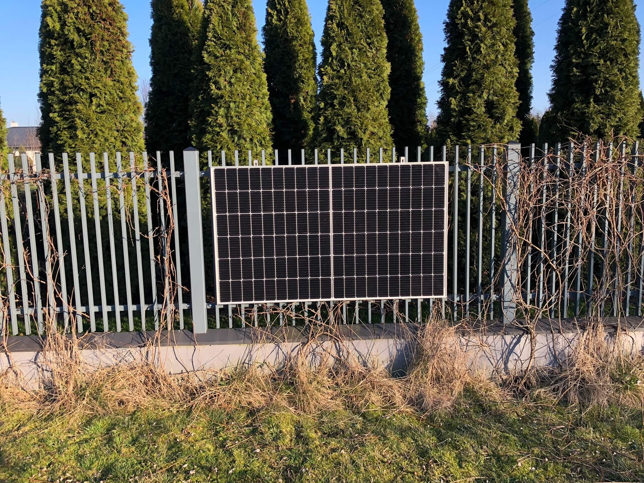 Dwa panele fotowoltaiczne zamontowane na szarym metalowym ogrodzeniu, z tłem z wysokich, zielonych tuj i trawiastym podłożem z suchymi pędami roślin.