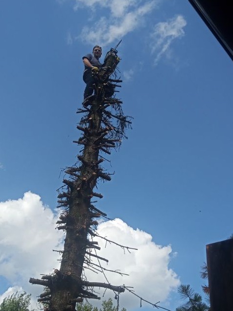 Mężczyzna z piłą spalinową stoi na częściowo obciętym drzewie na tle błękitnego nieba z chmurami.