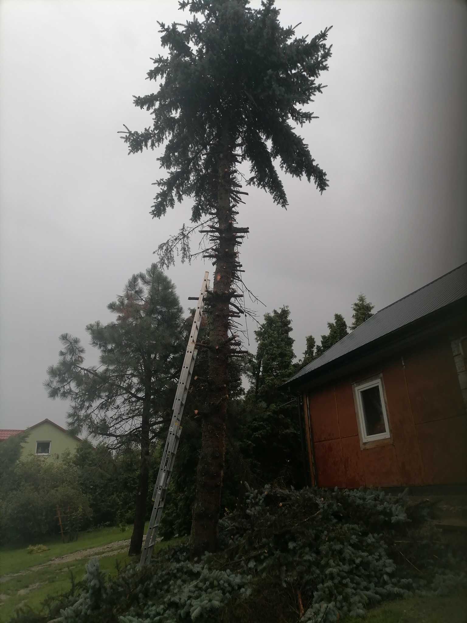 Wysoka choinka częściowo pozbawiona gałęzi, z drabiną opartą o pień, obok sterta odciętych gałęzi i fragment domu w tle.
