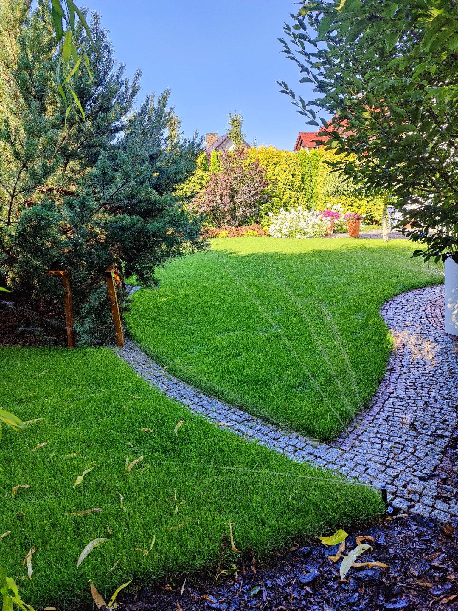 Automatyczne nawadnianie trawnika z rolki, obrzeże z kostki, w tle drzewa i krzewy. Zraszacz w akcji, nawadnia soczystą zieleń.