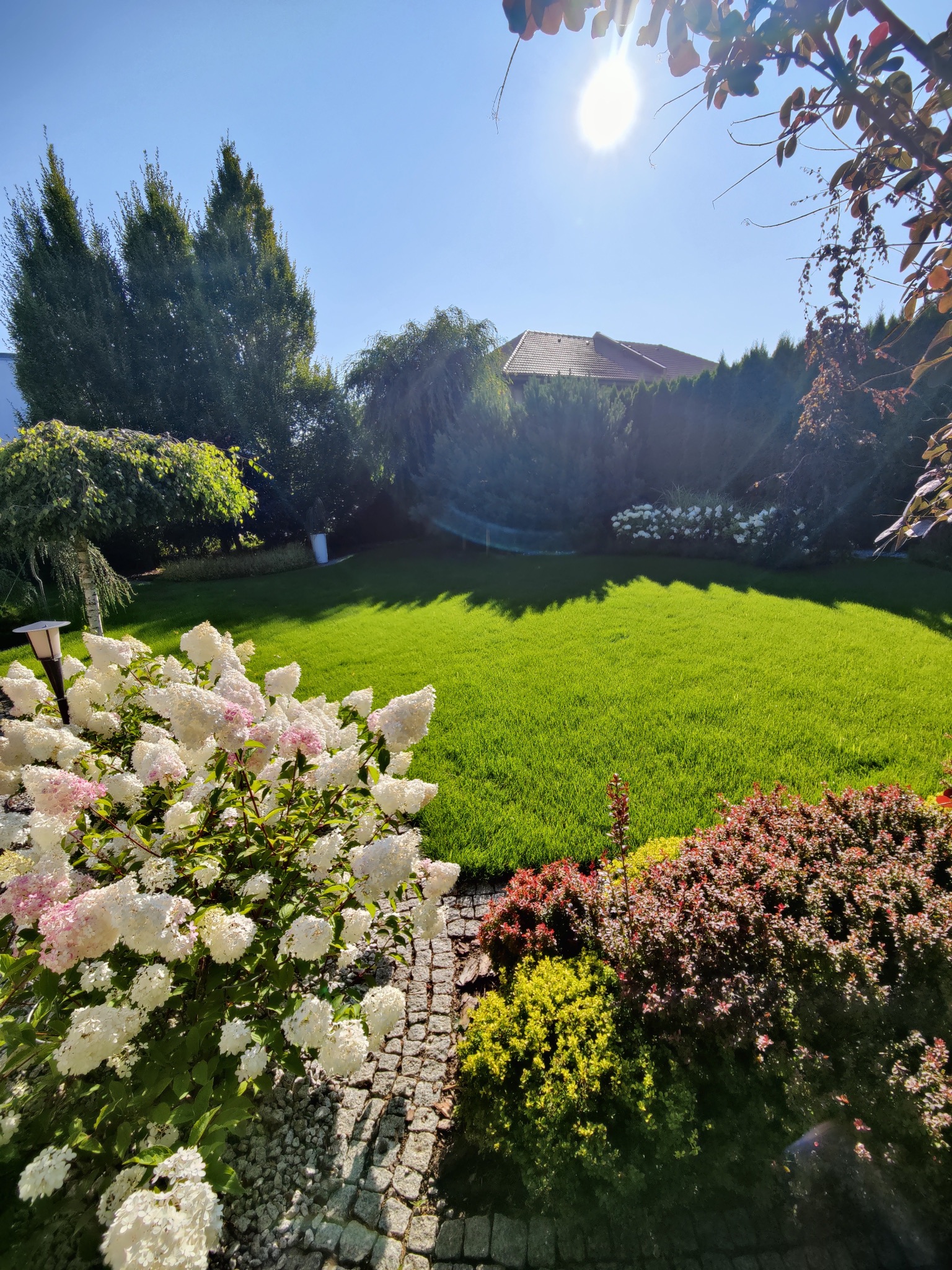 Zadbany trawnik z regularnie przystrzyżoną trawą, otoczony różnorodną roślinnością ozdobną, w tym kwitnącymi hortensjami i krzewami o czerwonych liściach, całość skąpana w jasnym, słonecznym świetle.