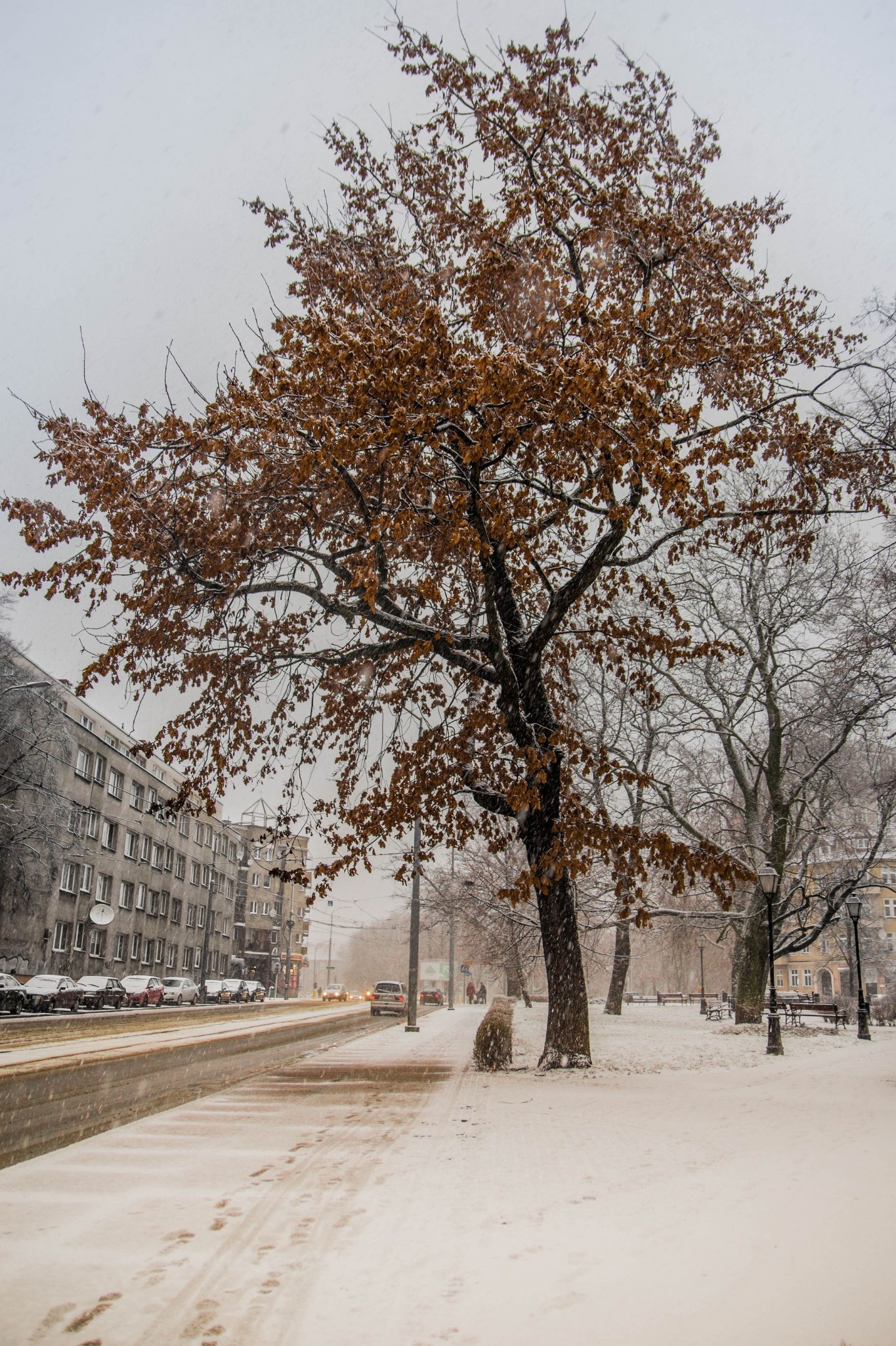Zimowy krajobraz miejski: drzewo z brązowymi liśćmi pokryte śniegiem, śnieżny chodnik, ulica z samochodami i budynki w tle, podczas intensywnych opadów śniegu.
