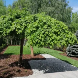 Uformowany, kulisty klon na tle wypielęgnowanego trawnika i ścieżki z jasnego żwiru. Kora drzewna na rabatach. Mała, zielona choinka w rogu ogrodu.