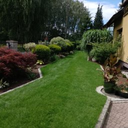 Damian Florek OXALIS - Zadbany ogród z soczystym, świeżo skoszonym trawnikiem, otoczonym zakrzywionymi rabatami z czerwonym klonem japońskim i zielonymi krzewami, przy jasnej elewacji domu.