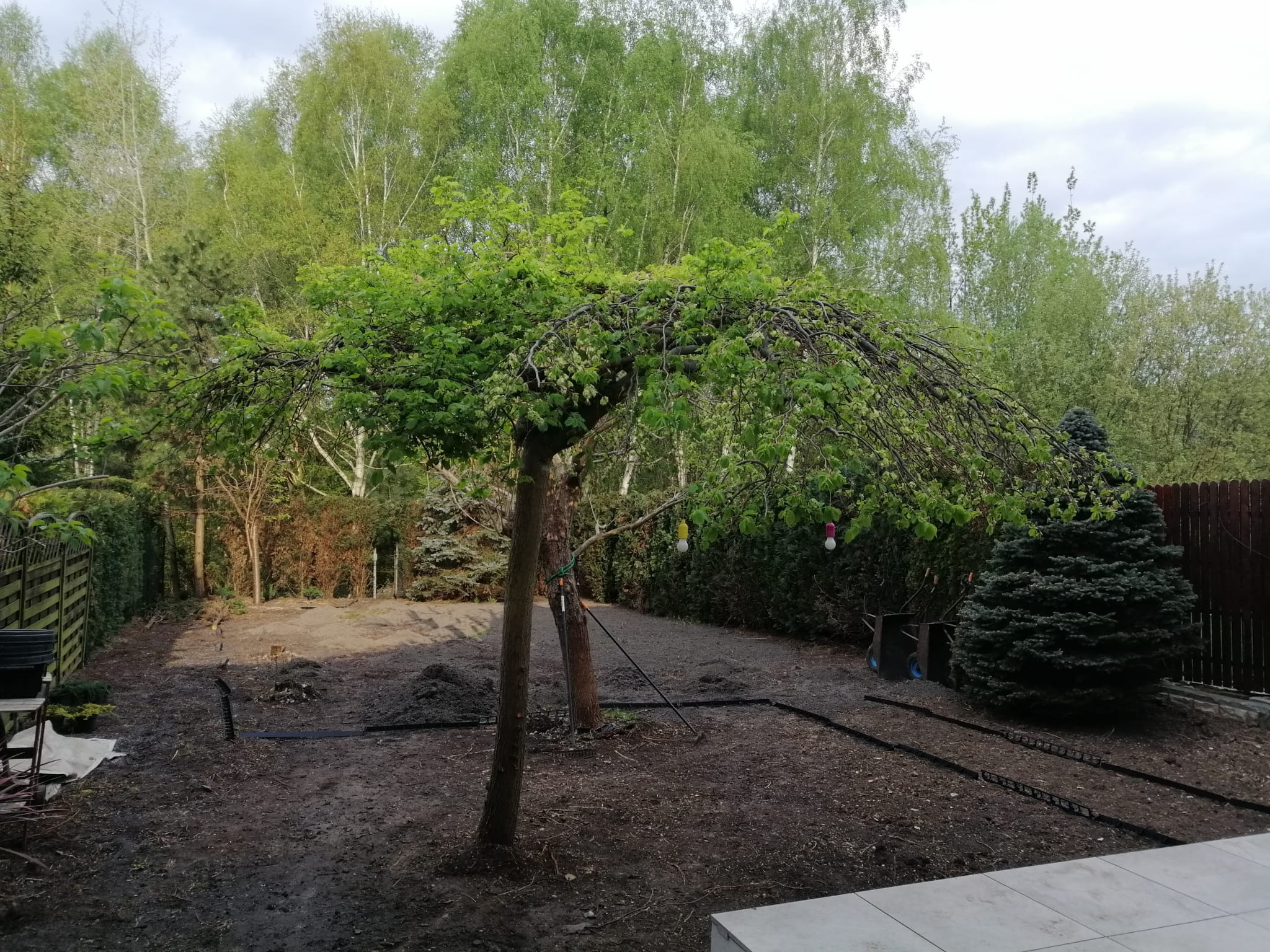 Ogród w trakcie zakładania: przygotowany teren, obrzeża trawnikowe, drzewo płaczące. W tle drzewa liściaste i iglaste. Widoczne narzędzia ogrodnicze.