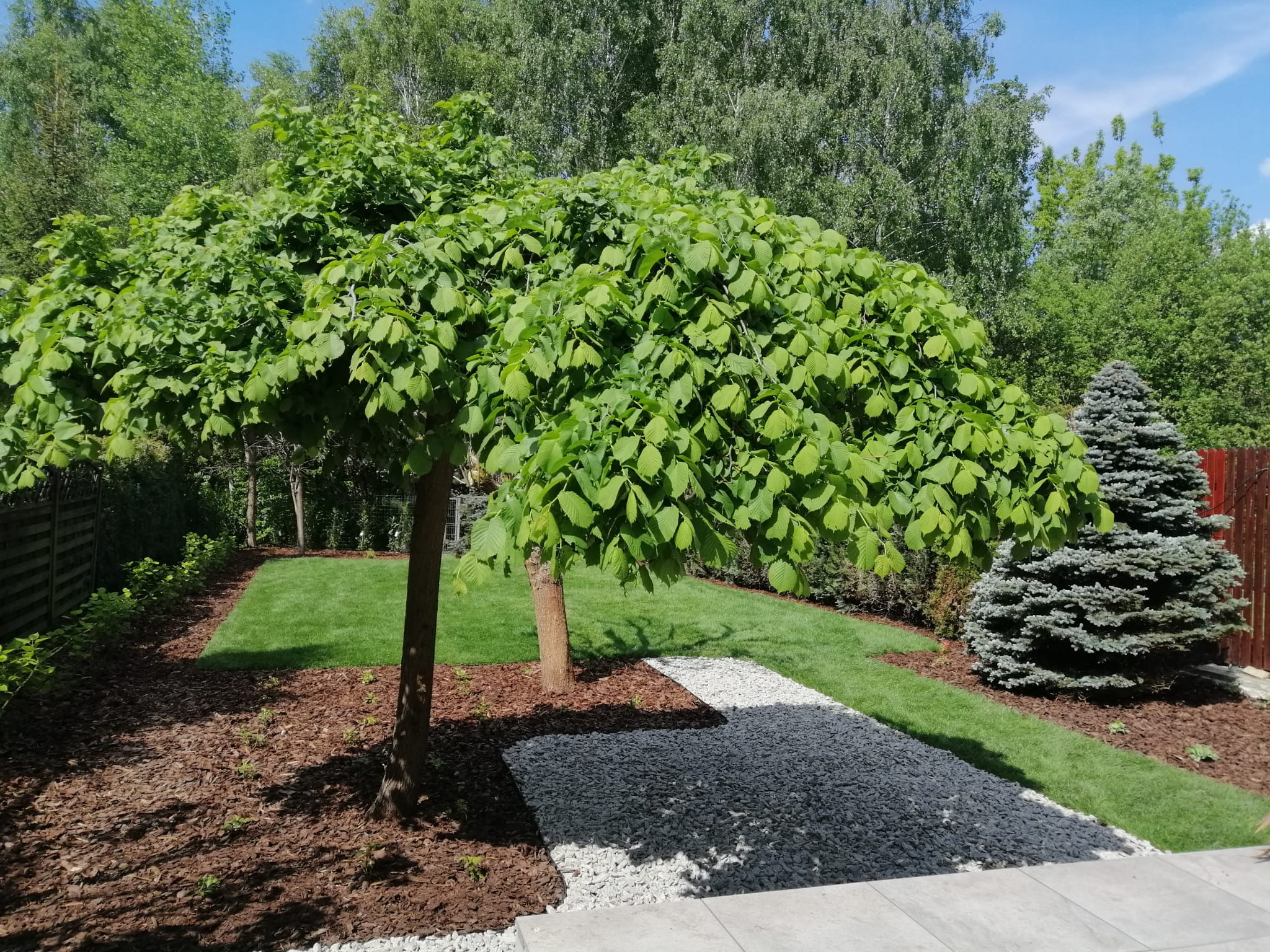 Uformowany, kulisty klon na tle wypielęgnowanego trawnika i ścieżki z jasnego żwiru. Kora drzewna na rabatach. Mała, zielona choinka w rogu ogrodu.