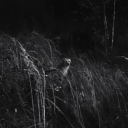 Czarno-białe zdjęcie psa rasy husky wystającego z wysokiej trawy w lesie.