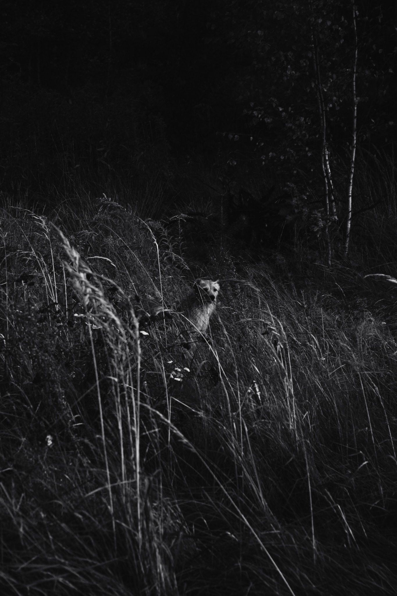 Czarno-białe zdjęcie psa rasy husky wystającego z wysokiej trawy w lesie.