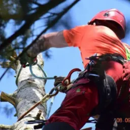 Wykonuje uslugi pielegnacji i wycinki drzew. Wojewodztwa warminsko-mazuskie i podlaskie.