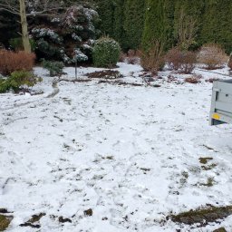 Wycinka drzew Pabianice 1