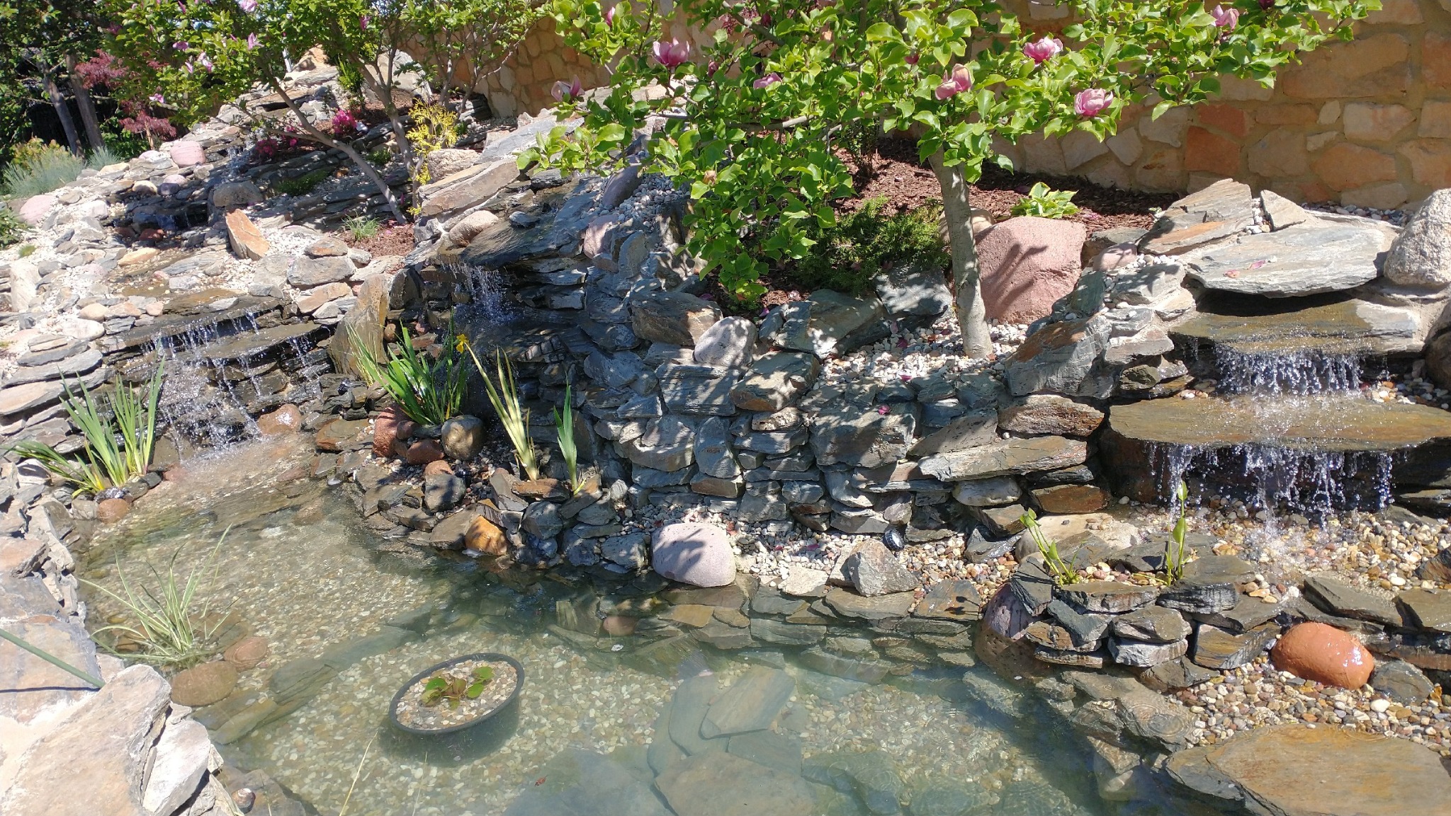 Oczko wodne z kaskadą, otoczone kamieniami i roślinnością, z kwitnącym drzewem magnolii w tle. Woda krystalicznie czysta, dno wysypane drobnymi kamykami.