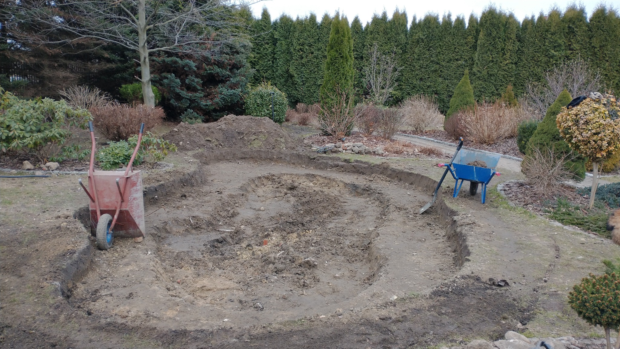 Wykonane wykopaliska pod budowę oczka wodnego w ogrodzie. Dwie taczki i łopata obok wykopu. W tle drzewa iglaste i krzewy.