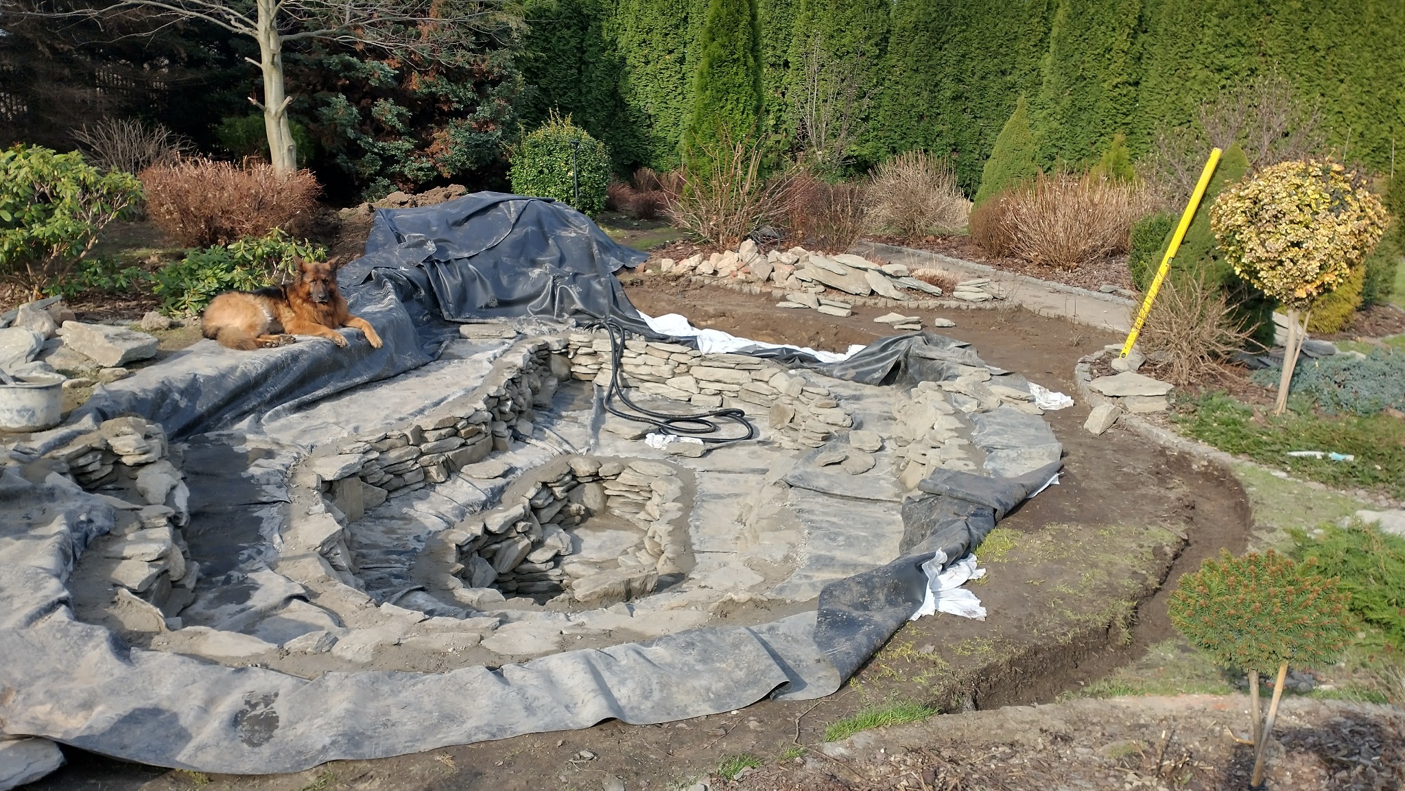 Budowa oczka wodnego w ogrodzie: wykopany dół wyłożony folią, kamienne obrzeża w trakcie układania, pies leżący obok. Widoczne rośliny i narzędzia.