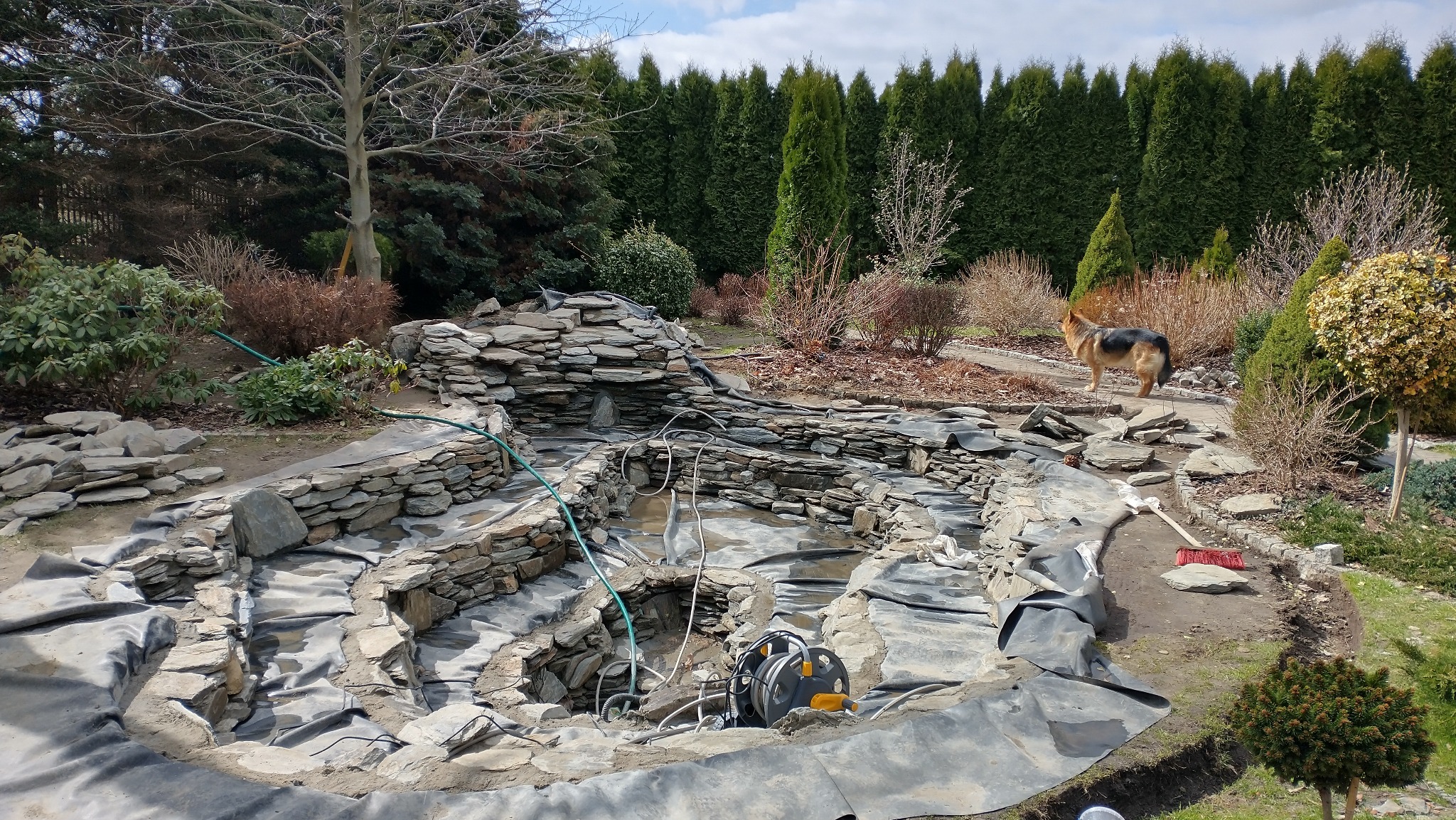 Budowa oczka wodnego z kamienia w ogrodzie, widoczne folia, kamienie, węże i pompa. W tle drzewa i krzewy, pies rasy owczarek niemiecki.