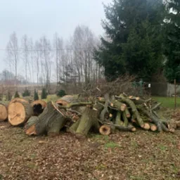 Stosy pociętych pni i gałęzi drzew leżące na trawniku pokrytym opadłymi liśćmi, w tle widoczne drzewa liściaste i iglaste pod pochmurnym niebem.