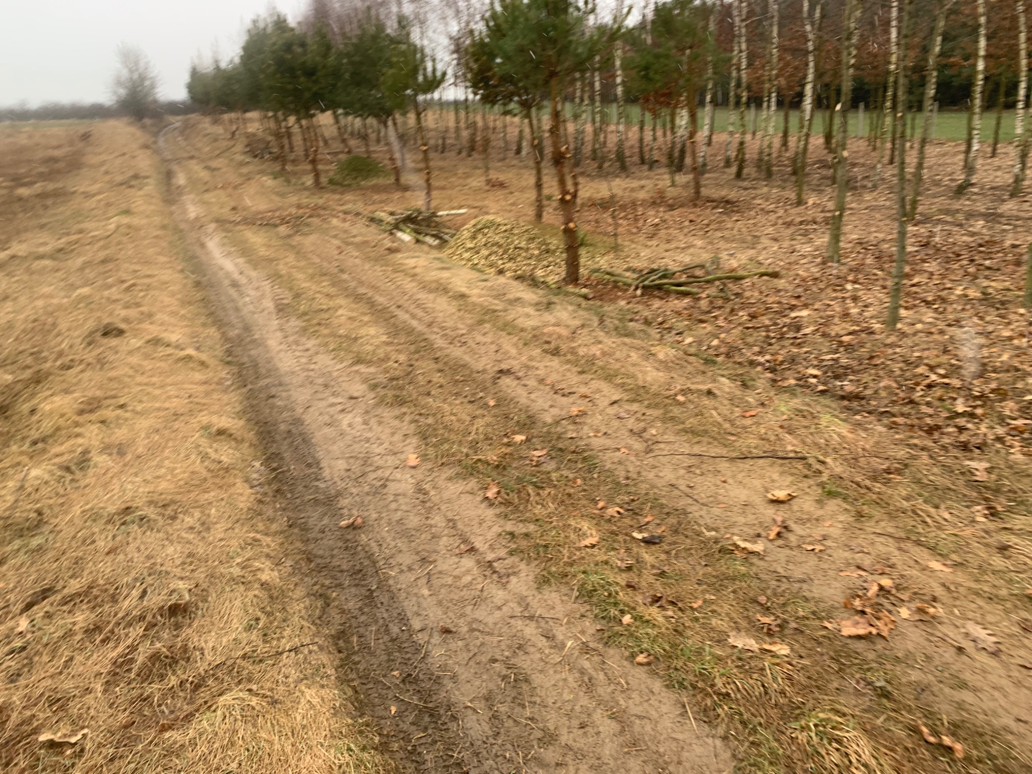 Ścieżka przez pole z młodymi drzewkami, obok stos gałęzi i ściętych pni.