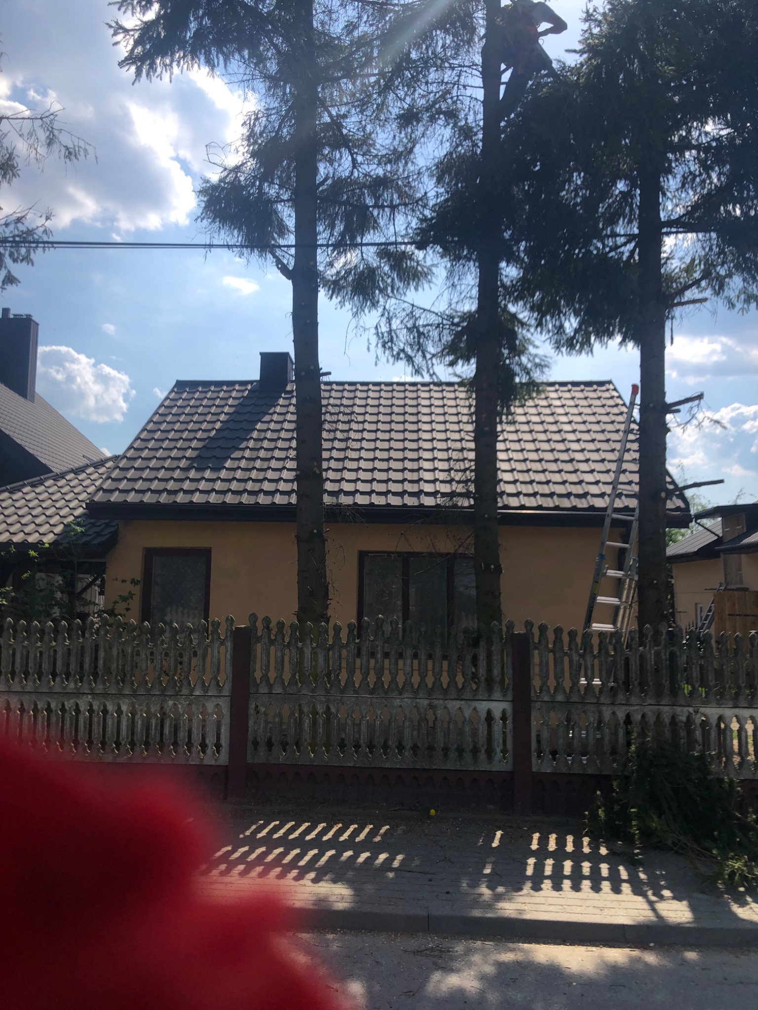 Prace na wysokości: Osoba zabezpieczona linami i uprzężą, przycina gałęzie wysokich drzew iglastych rosnących przed domem jednorodzinnym z ciemną dachówką. Drabina oparta o jedno z drzew.