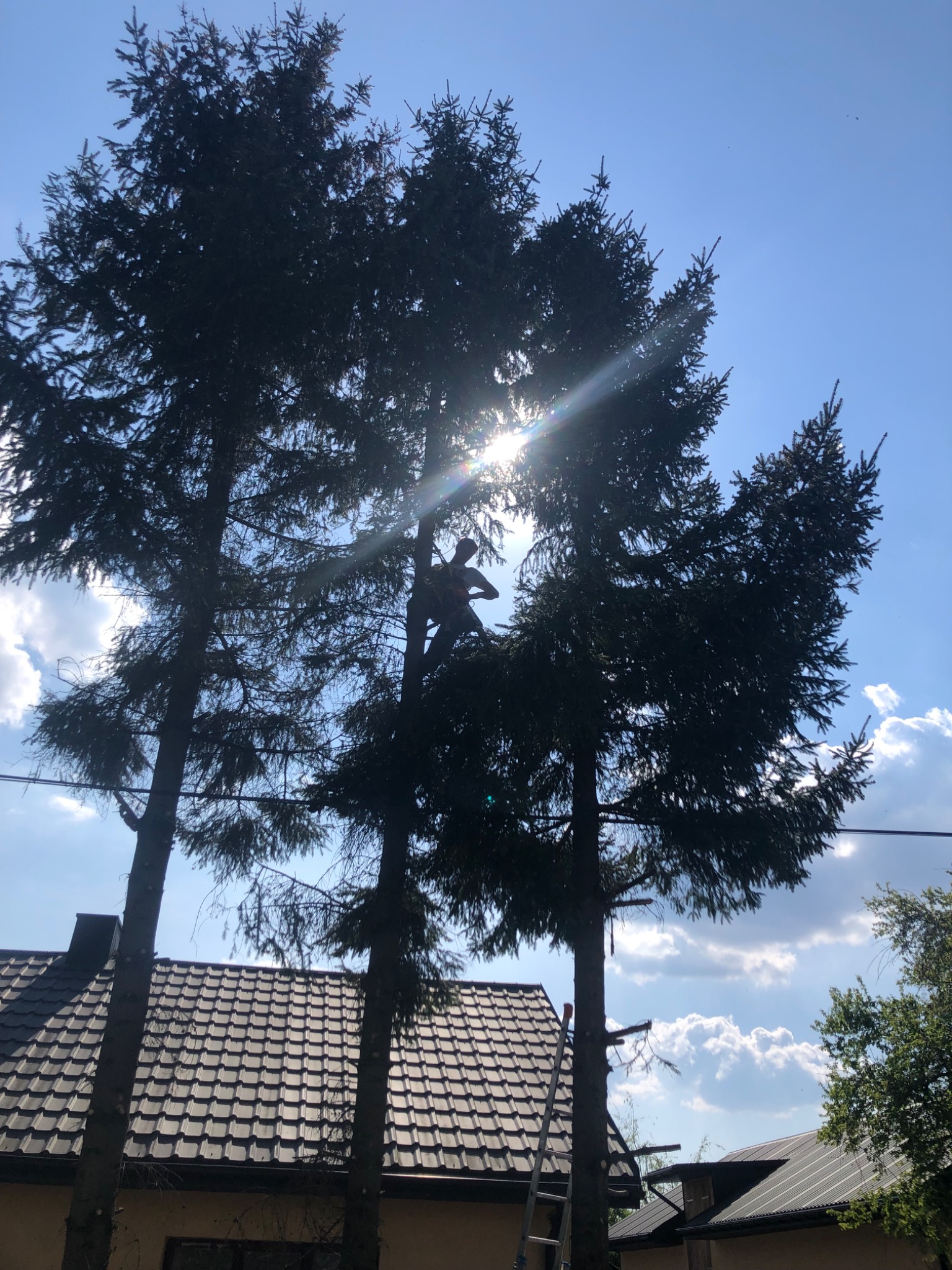 Pracownik na drabinie, przycina gałęzie wysokiego drzewa iglastego na tle błękitnego nieba z promieniami słońca, widoczny dach domu.