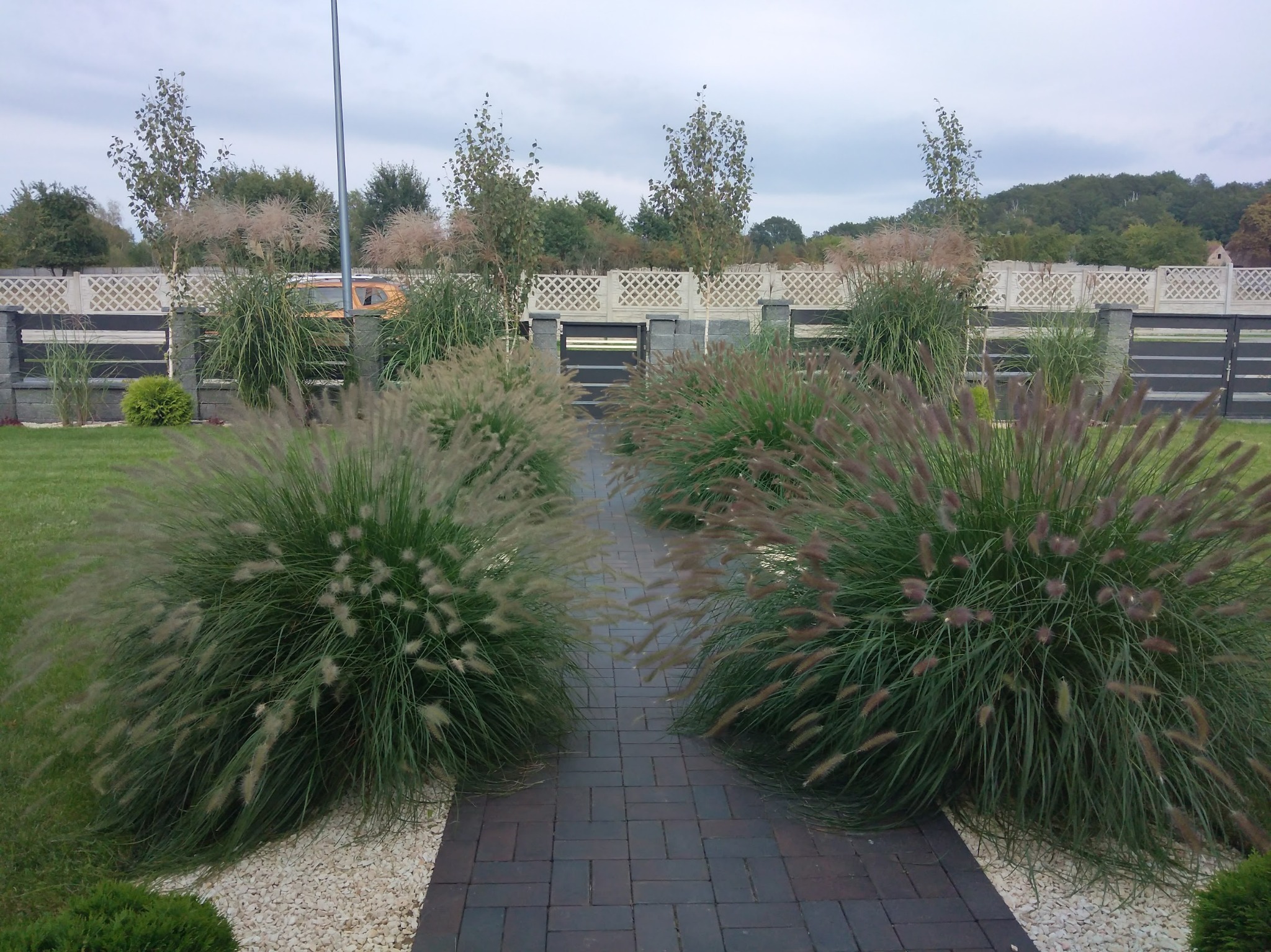 Ogród z ozdobnymi trawami wzdłuż ścieżki z kostki brukowej, biały żwir, w tle ogrodzenie z kratownicą i drzewa.