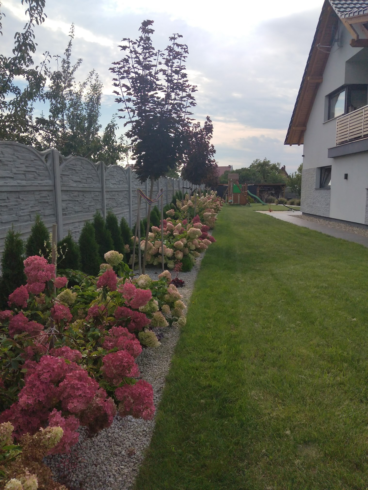 Kwitnące hortensje w odcieniach różu i kremu, posadzone wzdłuż szarego, betonowego ogrodzenia, z widocznym trawnikiem i fragmentem nowoczesnego domu w tle.