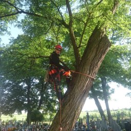 Wycinka drzew Włocławek 3