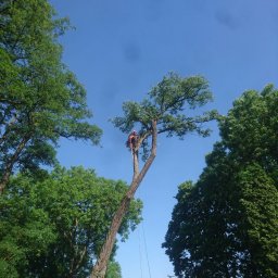 Wycinka drzew Włocławek 4