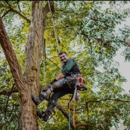 Arborysta uśmiecha się, siedząc na linie w koronie drzewa z piłą łańcuchową, zabezpieczony sprzętem alpinistycznym.