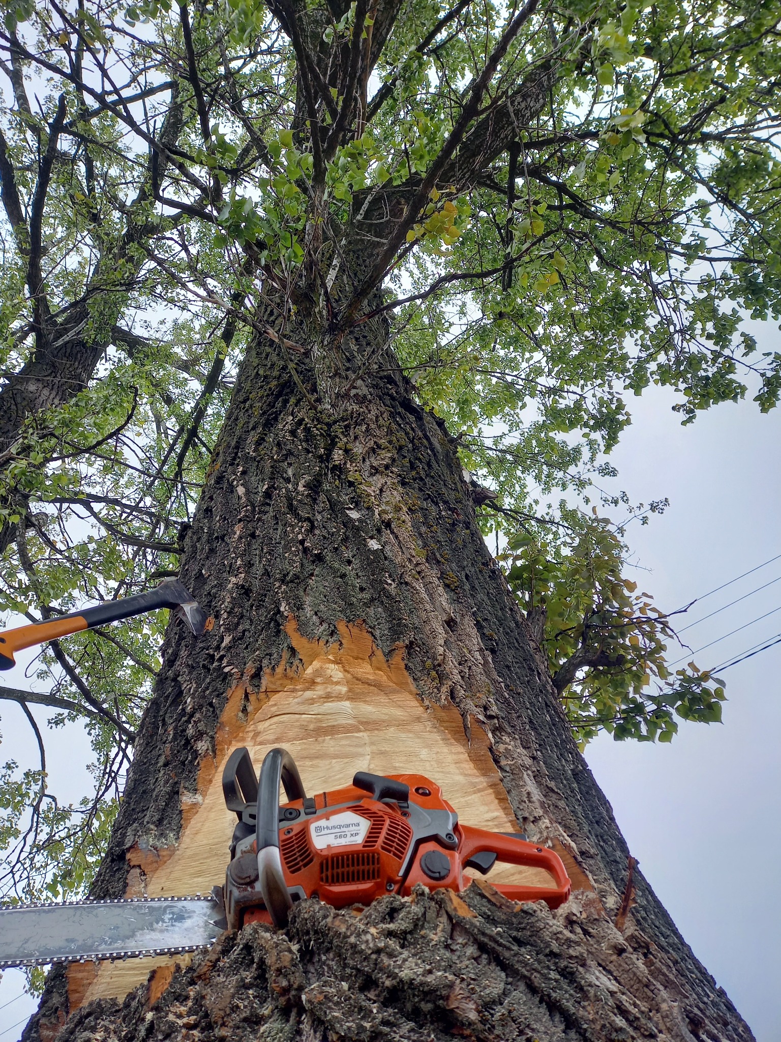 Widok z dołu na częściowo nacięte drzewo z piłą łańcuchową Husqvarna 560 XP i siekierą wbitą w korę, z widocznymi zielonymi liśćmi i gałęziami na tle pochmurnego nieba.