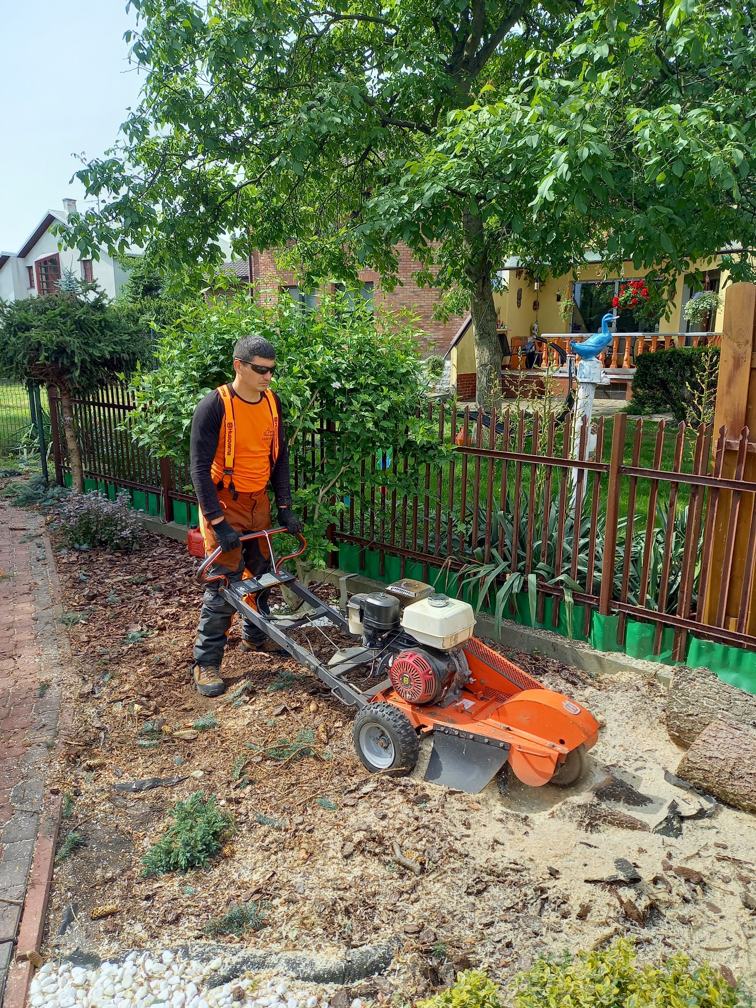 Operator w okularach ochronnych obsługuje pomarańczową frezarkę do pni na tle domu z ogrodem, widoczne świeże wióry drzewne.