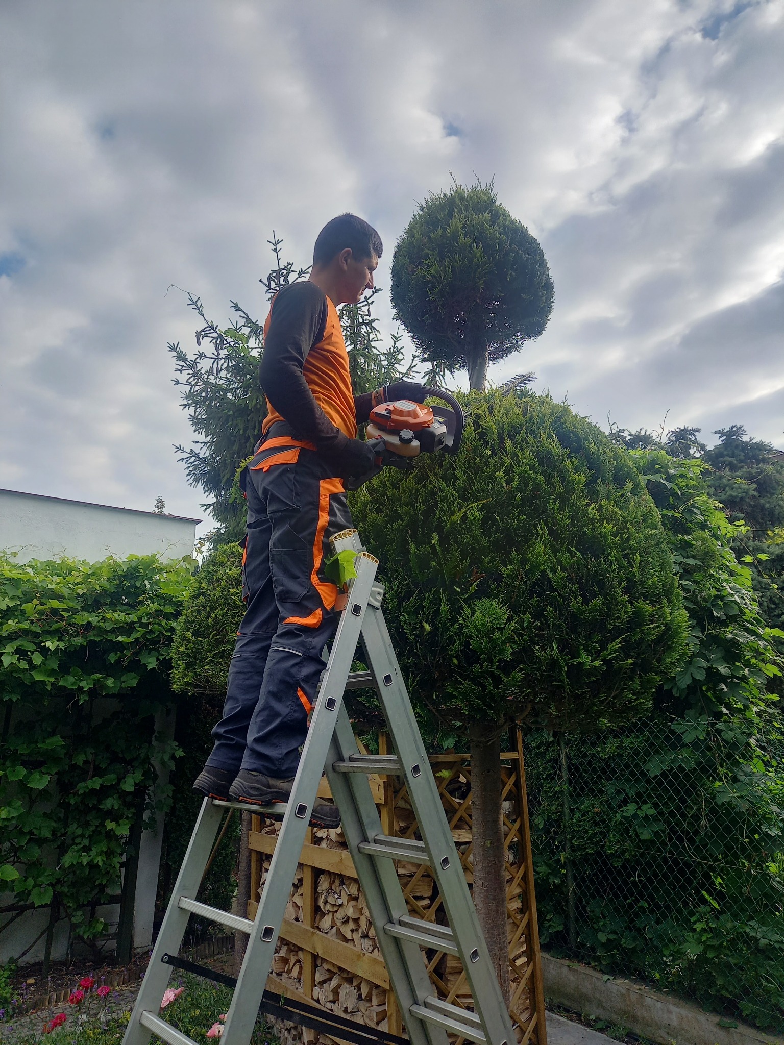 Mężczyzna w stroju roboczym na drabinie przycina żywopłot w kształcie kuli za pomocą elektrycznych nożyc do żywopłotu, w tle pochmurne niebo i inne drzewa.